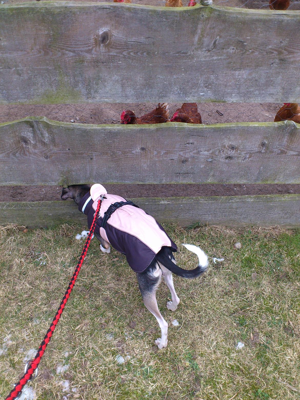 Dansk svensk gaardhund Laika billede 15