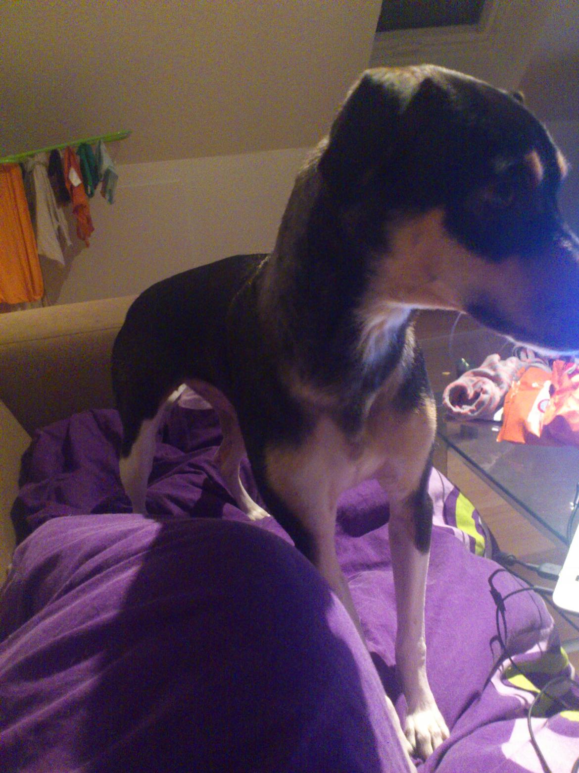 Dansk svensk gaardhund Laika billede 16