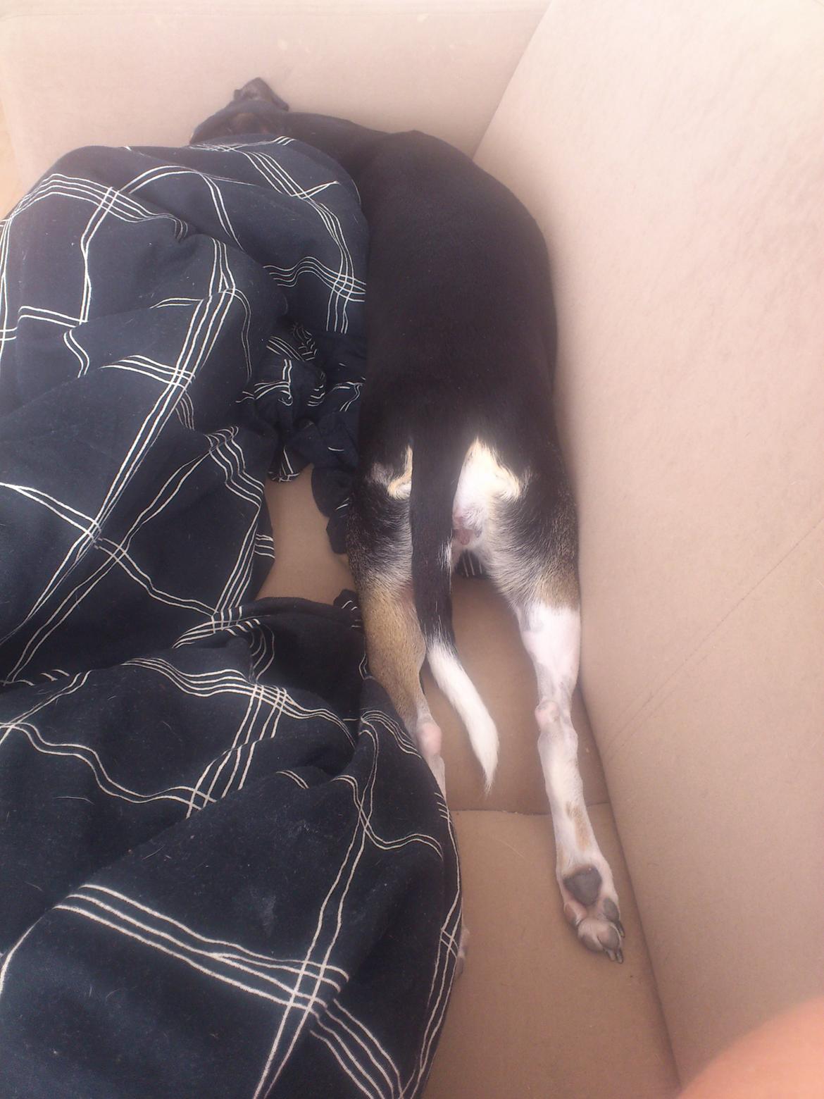 Dansk svensk gaardhund Laika billede 18