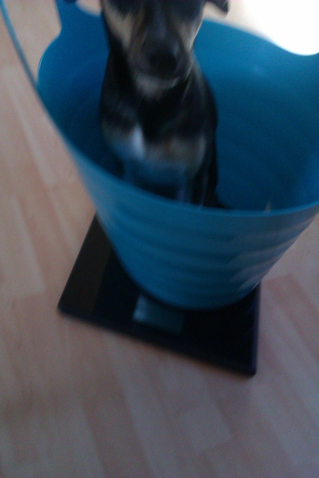 Dansk svensk gaardhund Laika billede 19