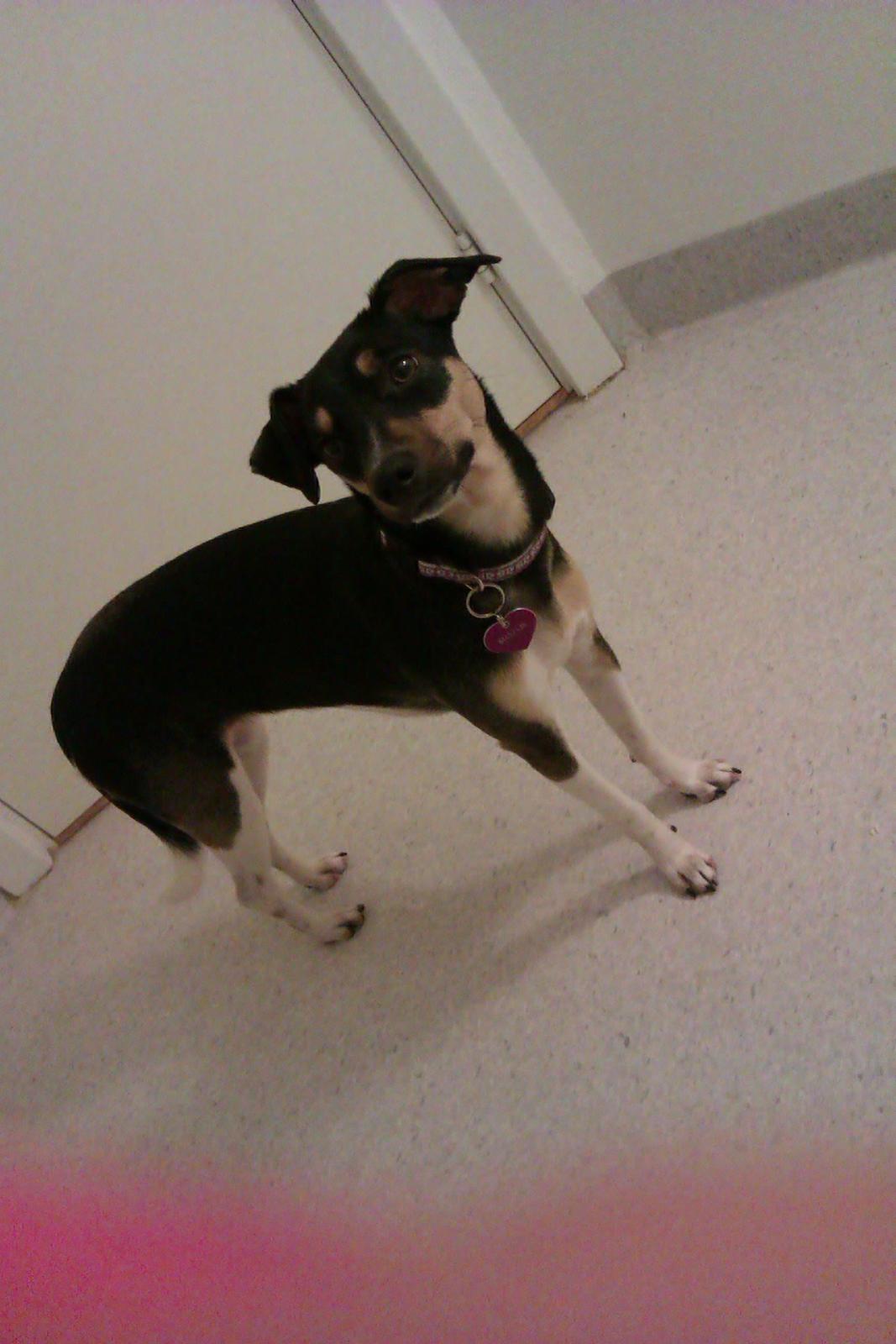 Dansk svensk gaardhund Laika billede 20