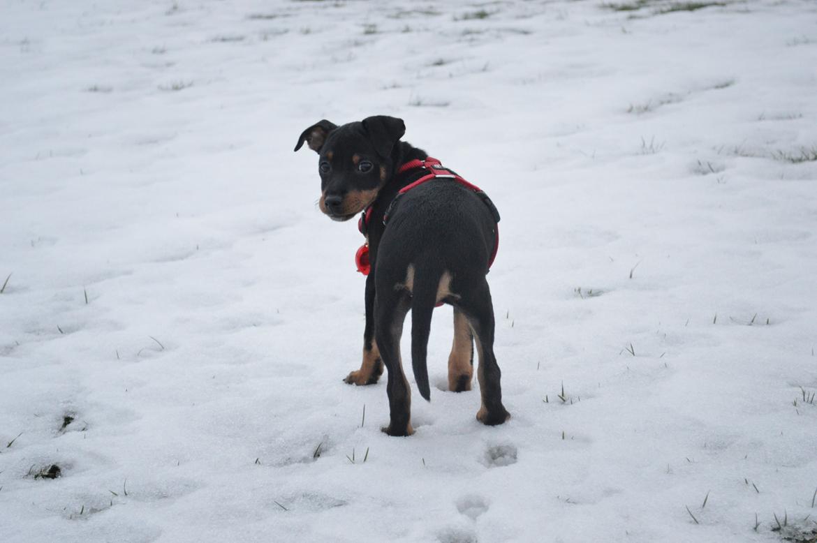 Blanding af racer Lilly billede 13