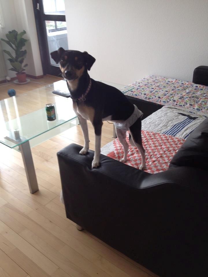 Dansk svensk gaardhund Laika billede 21