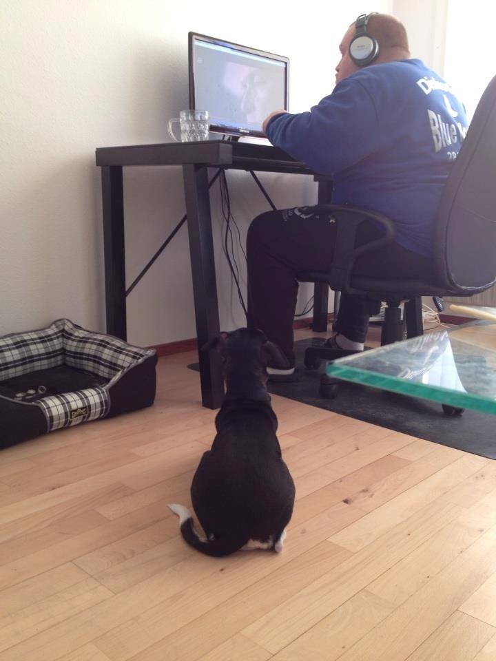 Dansk svensk gaardhund Laika billede 22