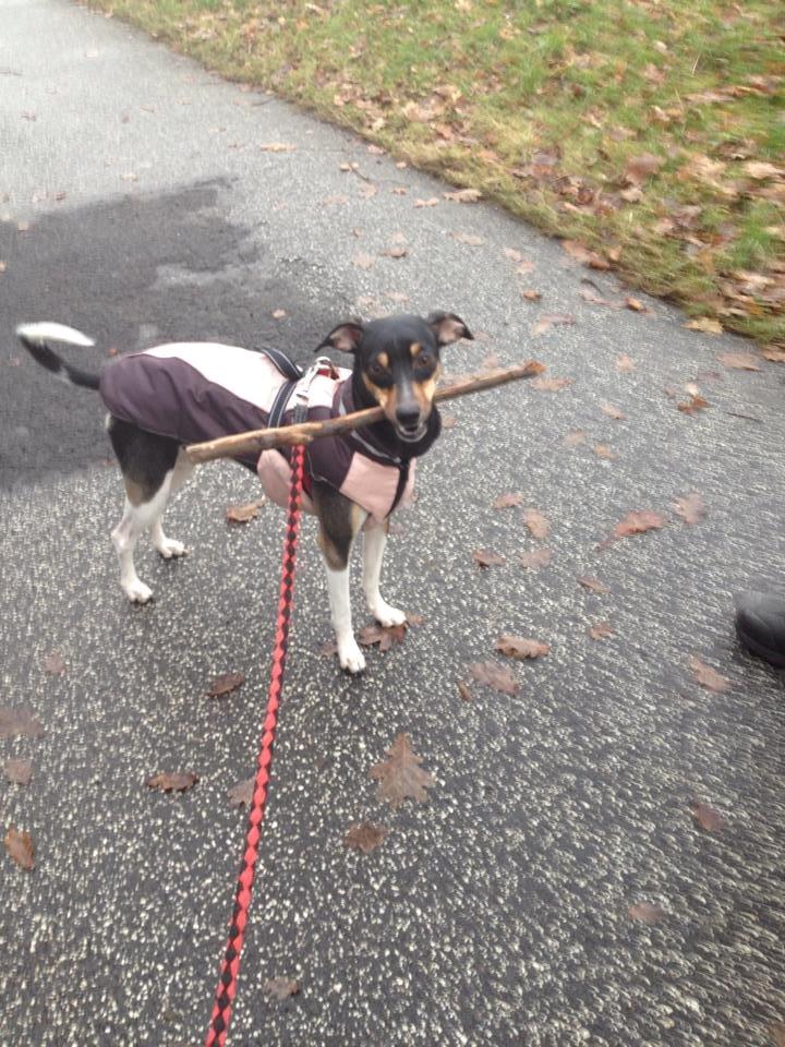 Dansk svensk gaardhund Laika billede 23