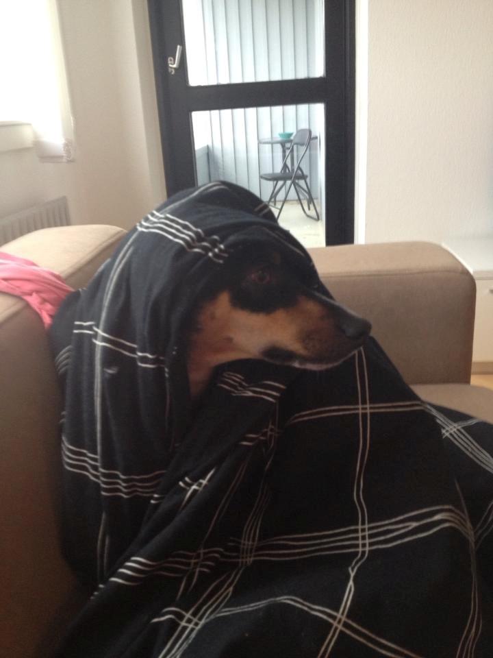 Dansk svensk gaardhund Laika billede 24