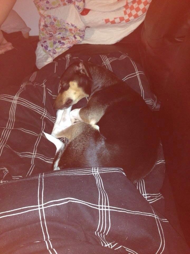 Dansk svensk gaardhund Laika billede 25