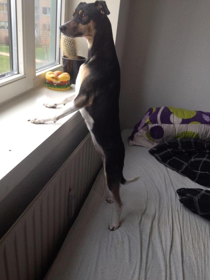 Dansk svensk gaardhund Laika billede 26