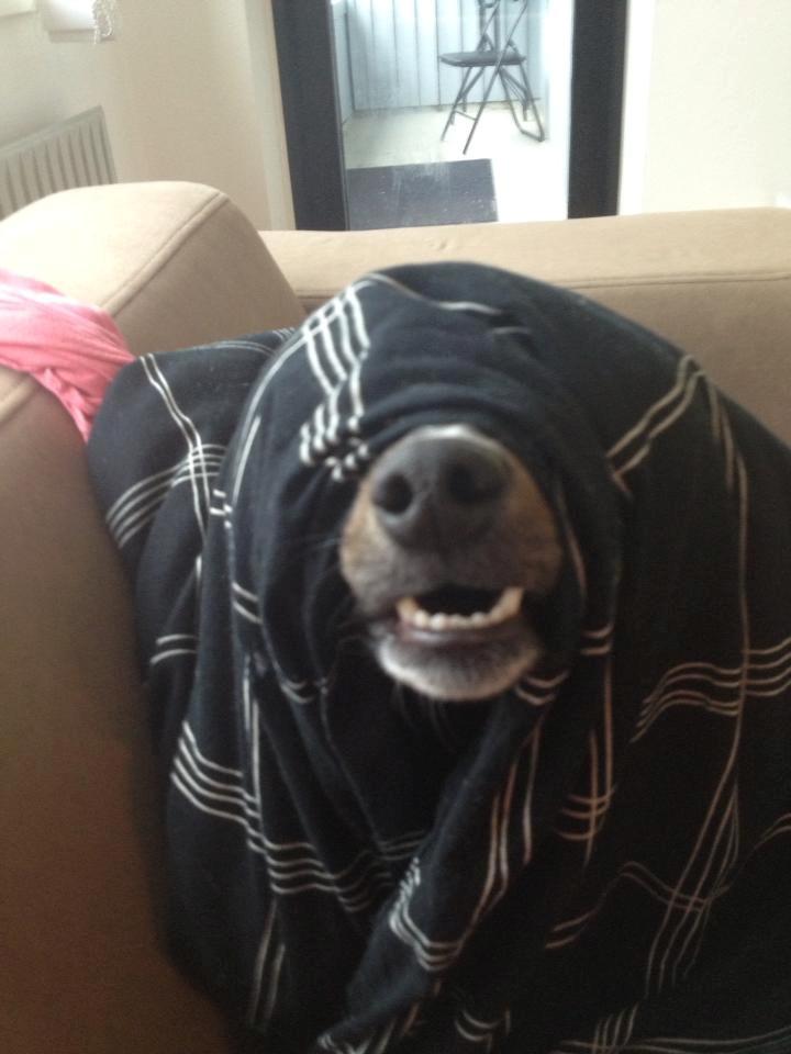 Dansk svensk gaardhund Laika billede 27