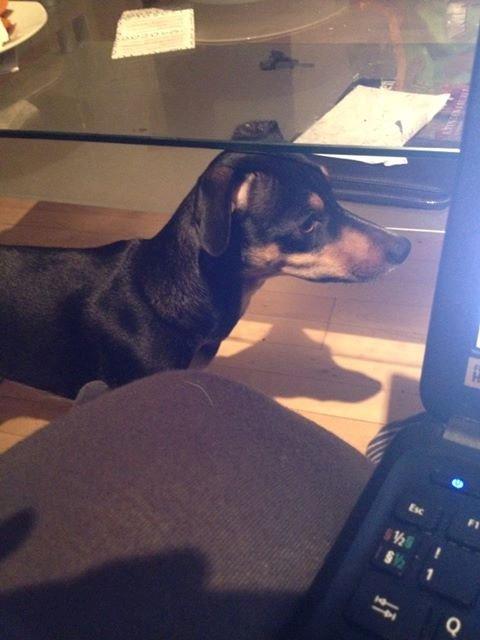 Dansk svensk gaardhund Laika billede 28