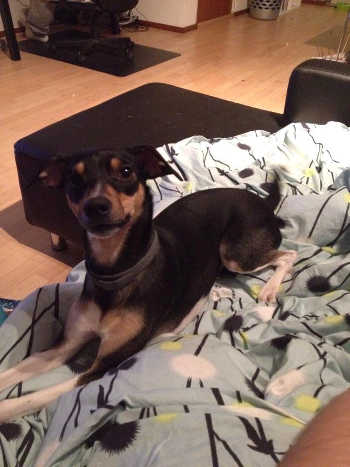 Dansk svensk gaardhund Laika billede 4