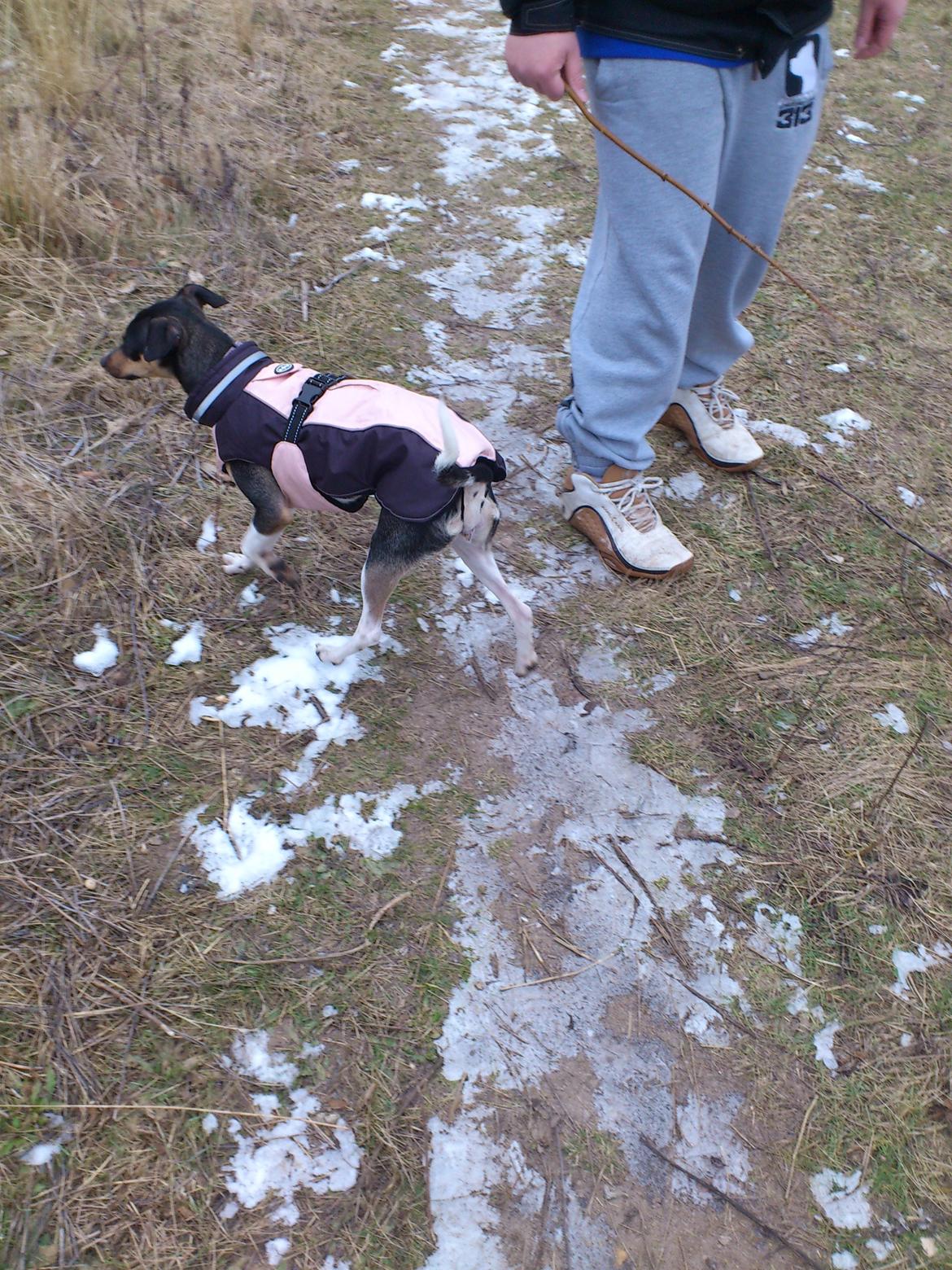 Dansk svensk gaardhund Laika billede 30