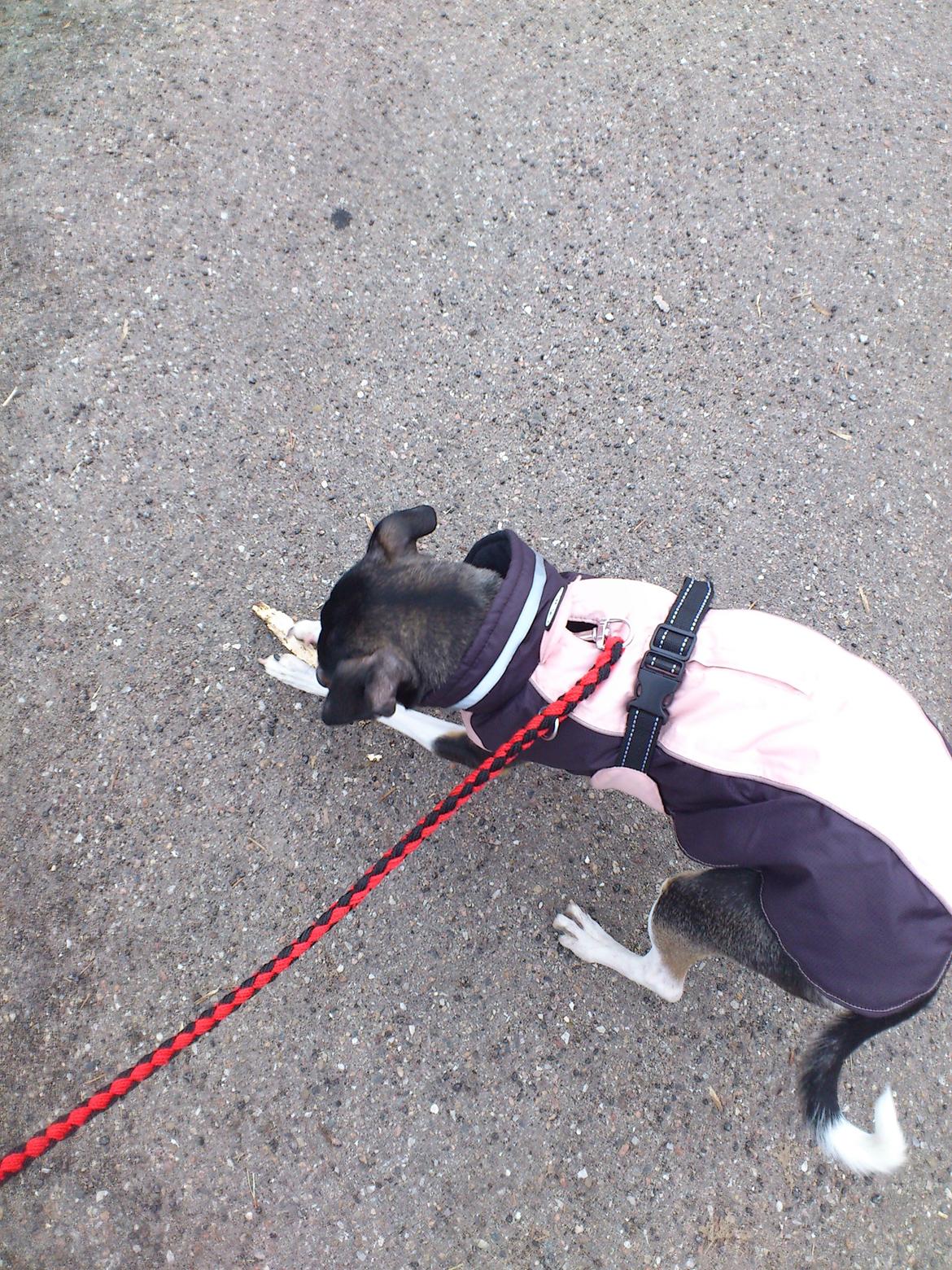 Dansk svensk gaardhund Laika billede 31