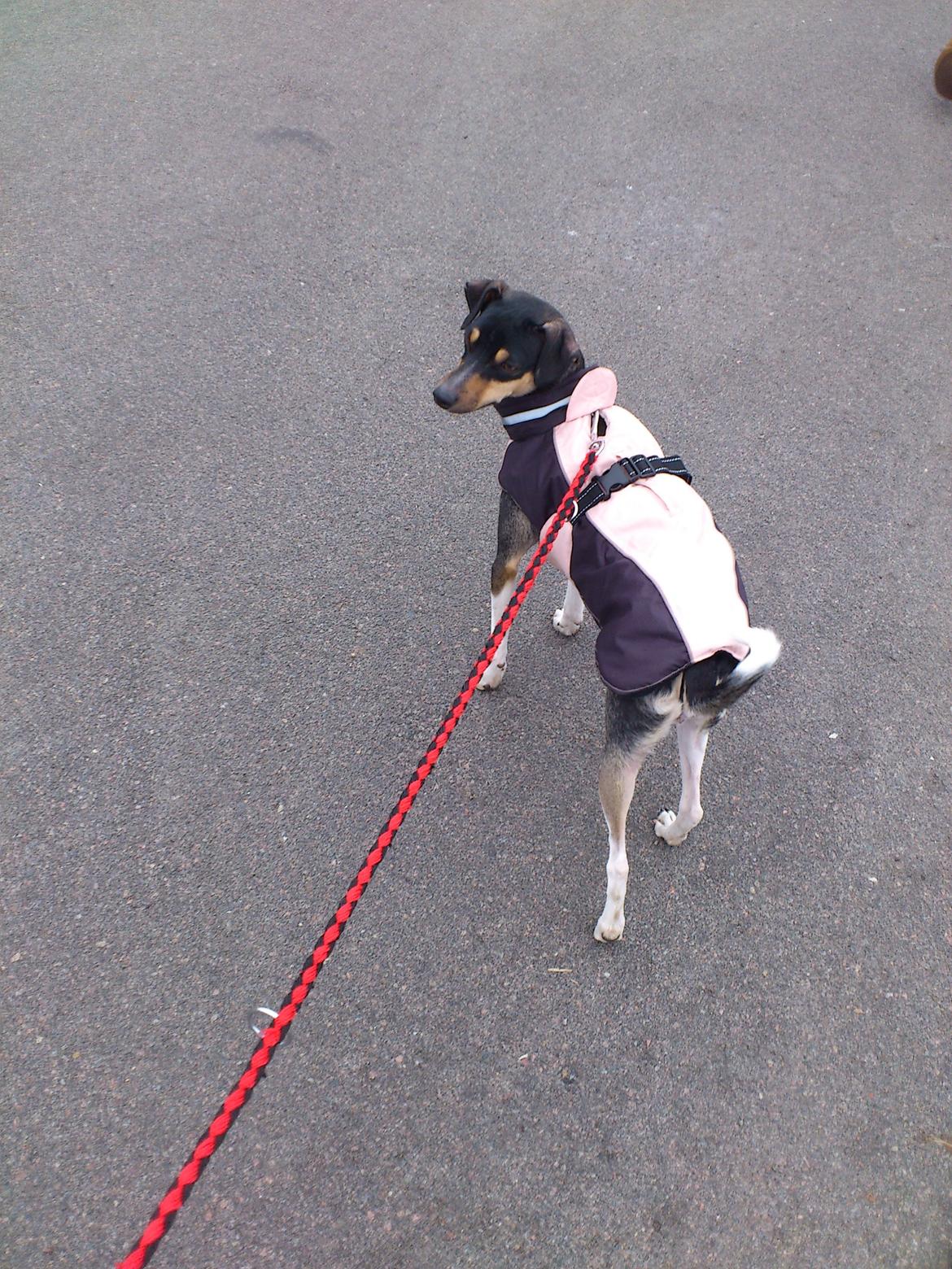 Dansk svensk gaardhund Laika billede 32