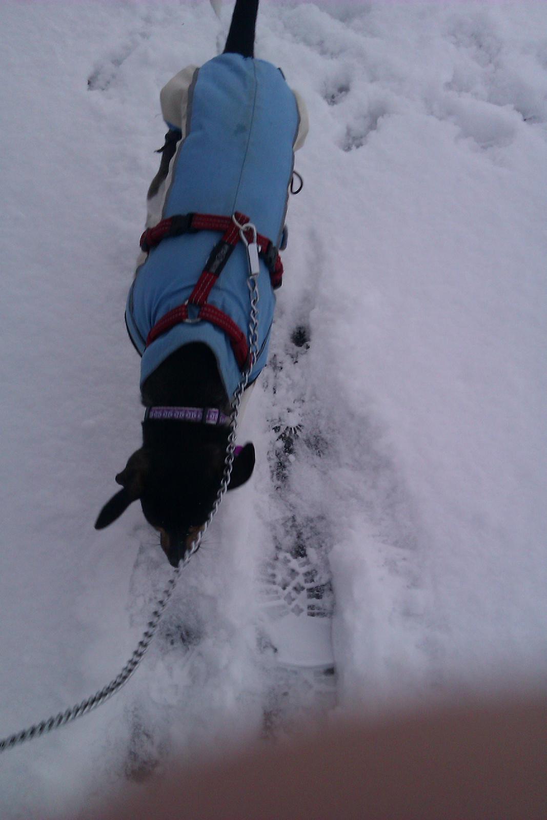 Dansk svensk gaardhund Laika billede 33