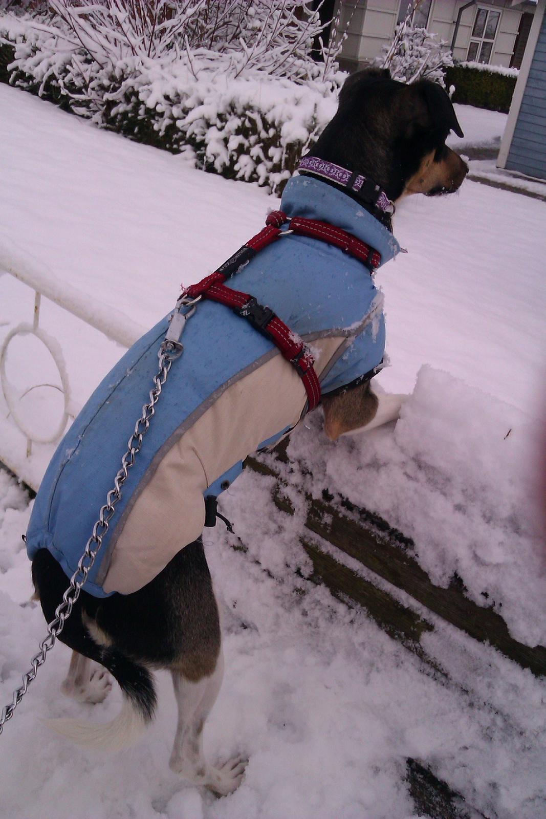 Dansk svensk gaardhund Laika billede 34