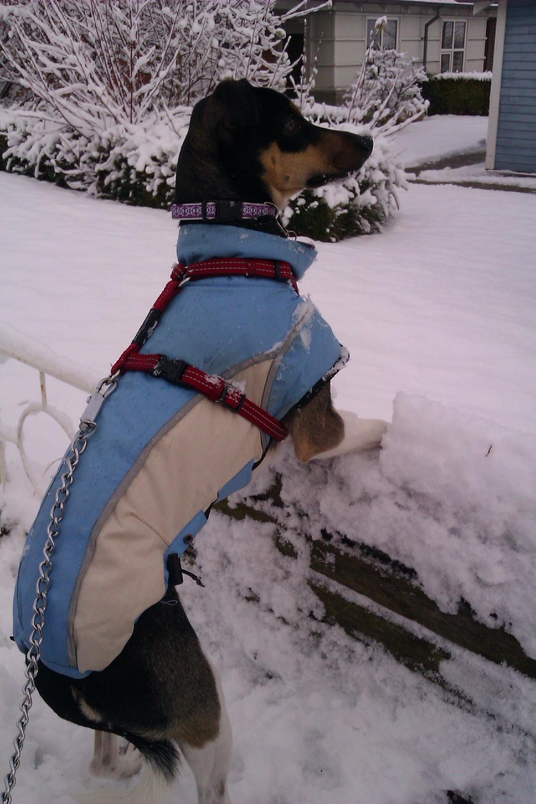 Dansk svensk gaardhund Laika billede 35