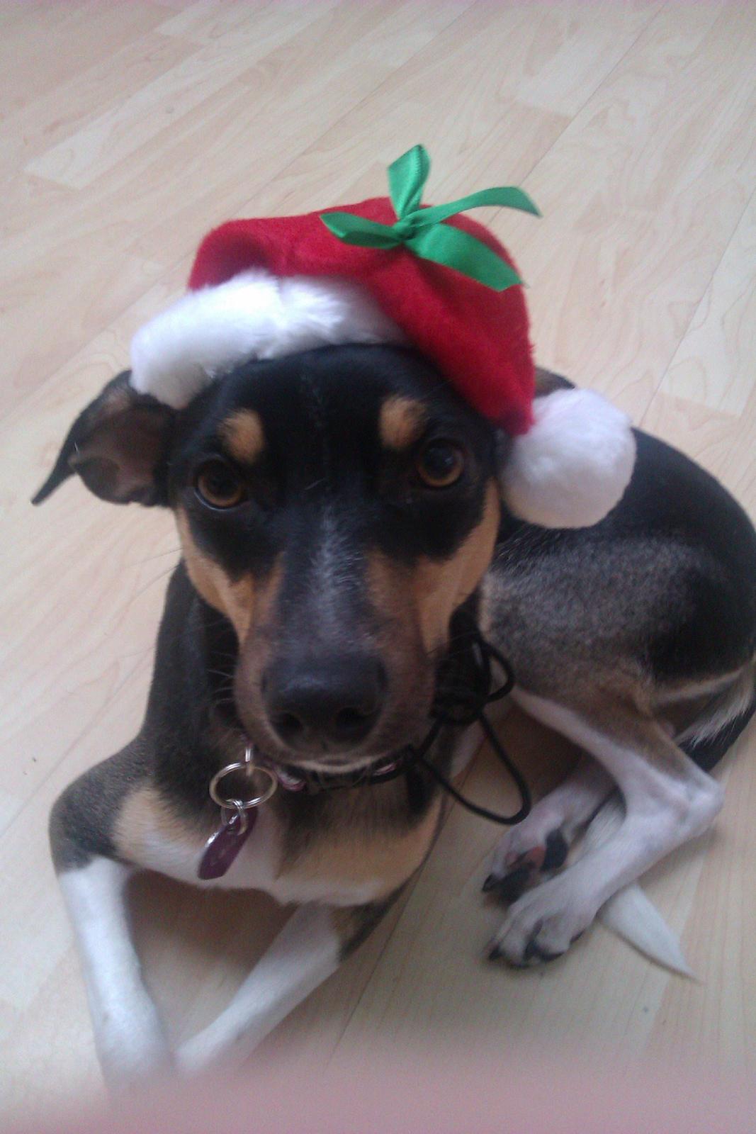 Dansk svensk gaardhund Laika billede 36