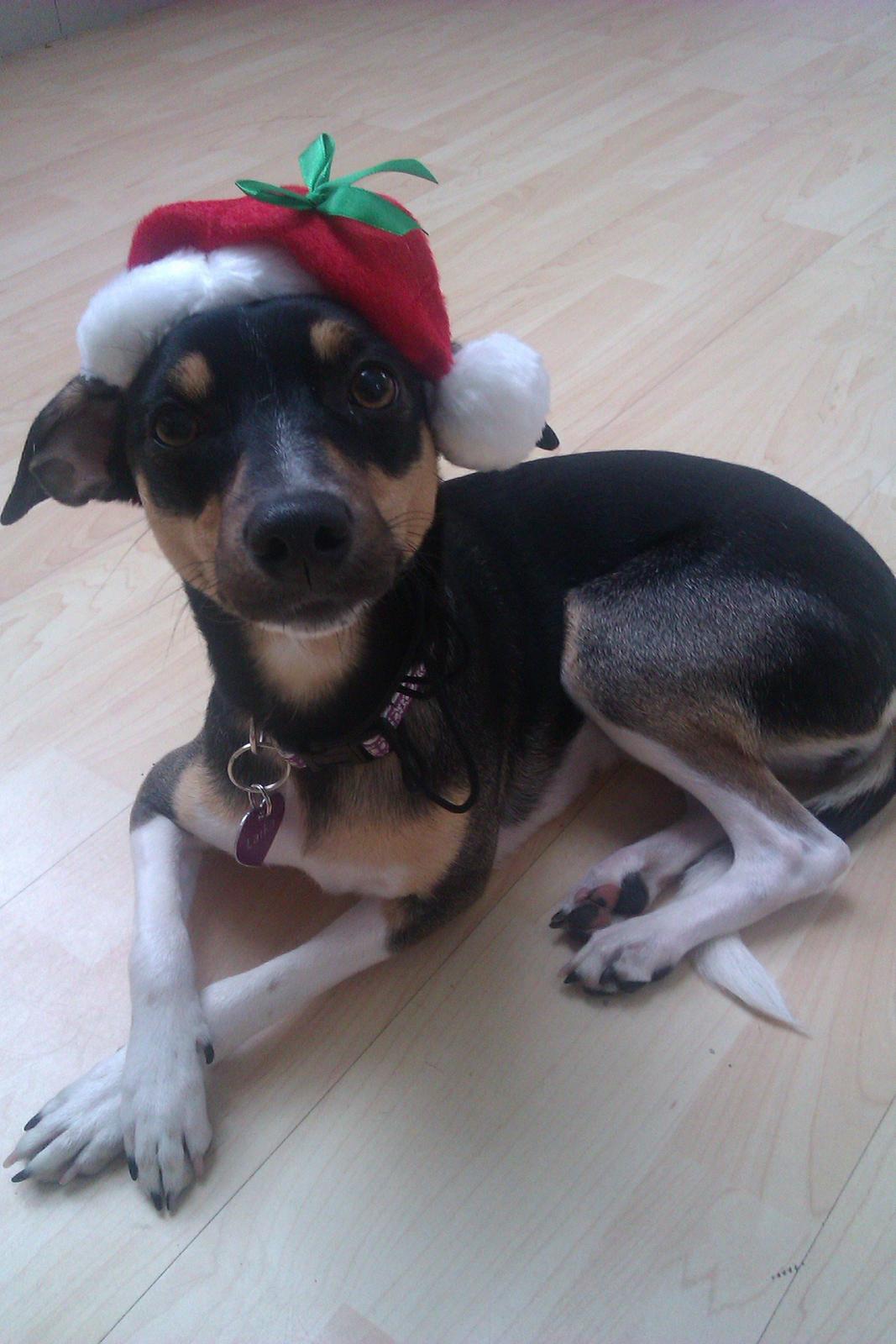 Dansk svensk gaardhund Laika billede 37