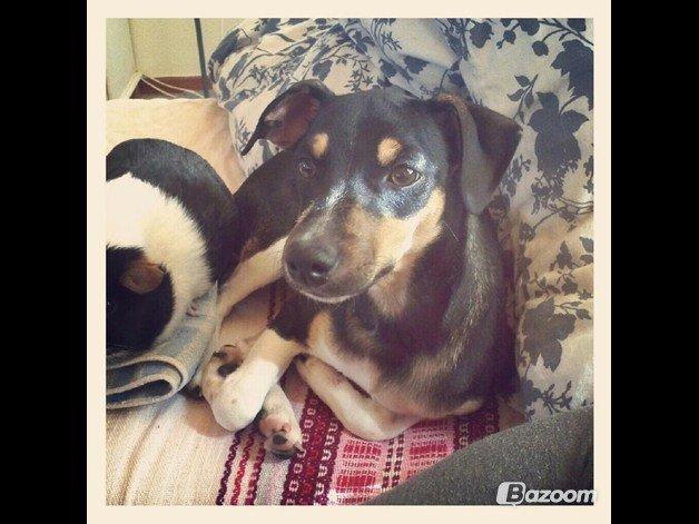 Dansk svensk gaardhund Laika billede 38