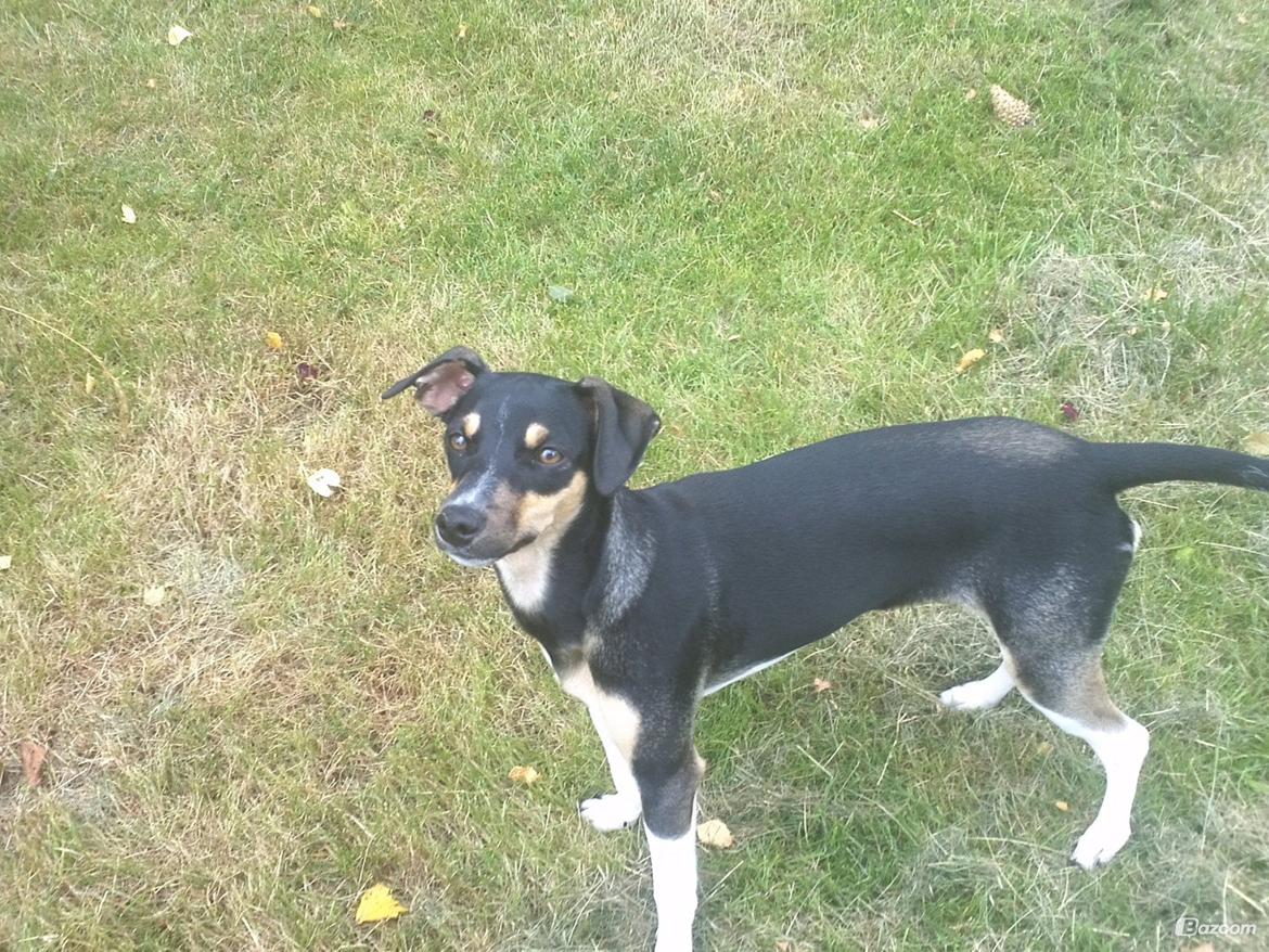 Dansk svensk gaardhund Laika billede 39