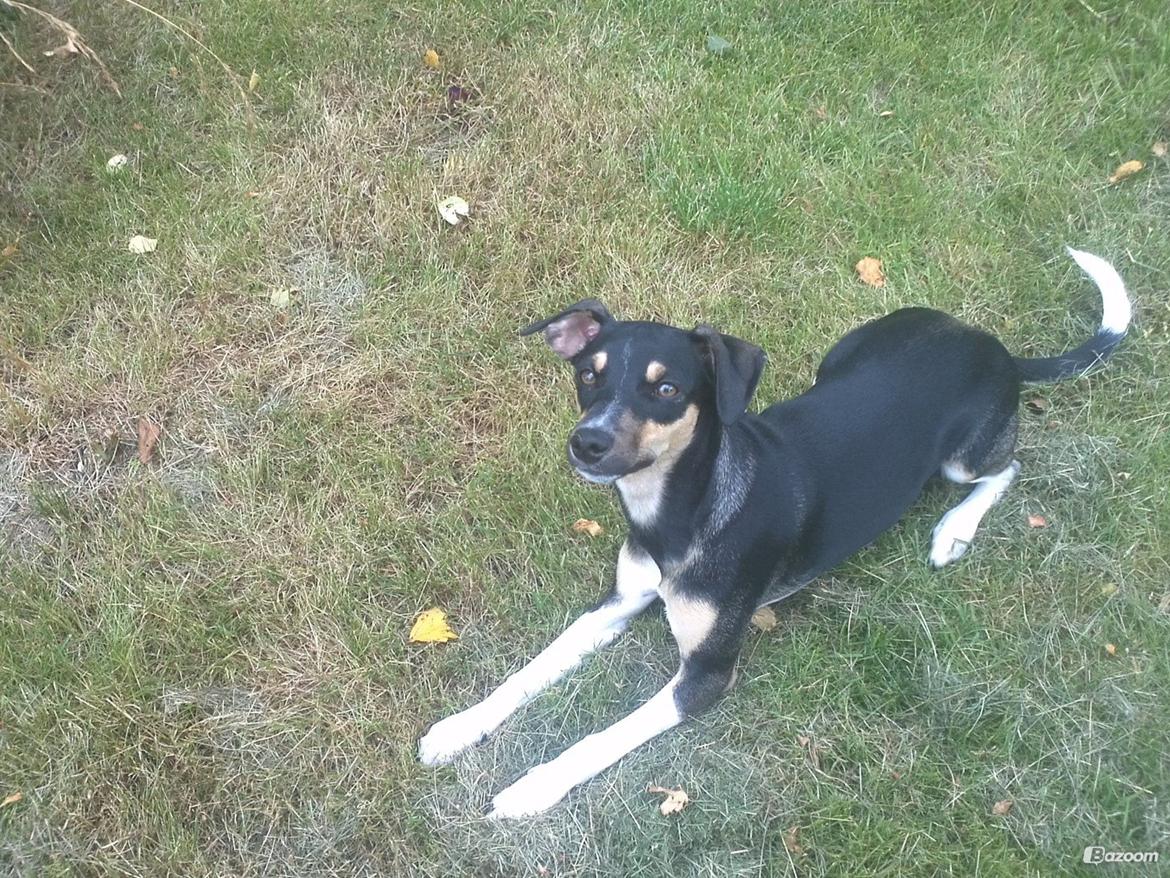 Dansk svensk gaardhund Laika billede 40