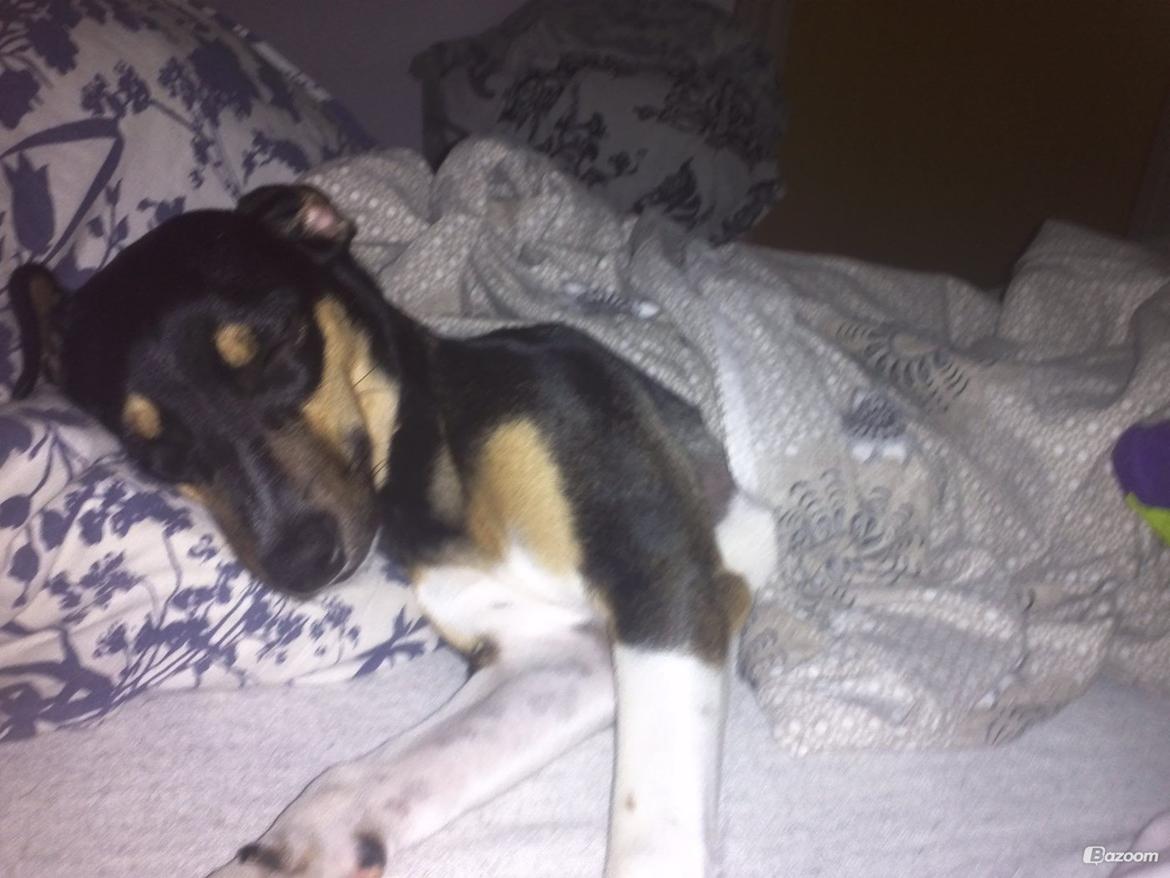 Dansk svensk gaardhund Laika billede 41