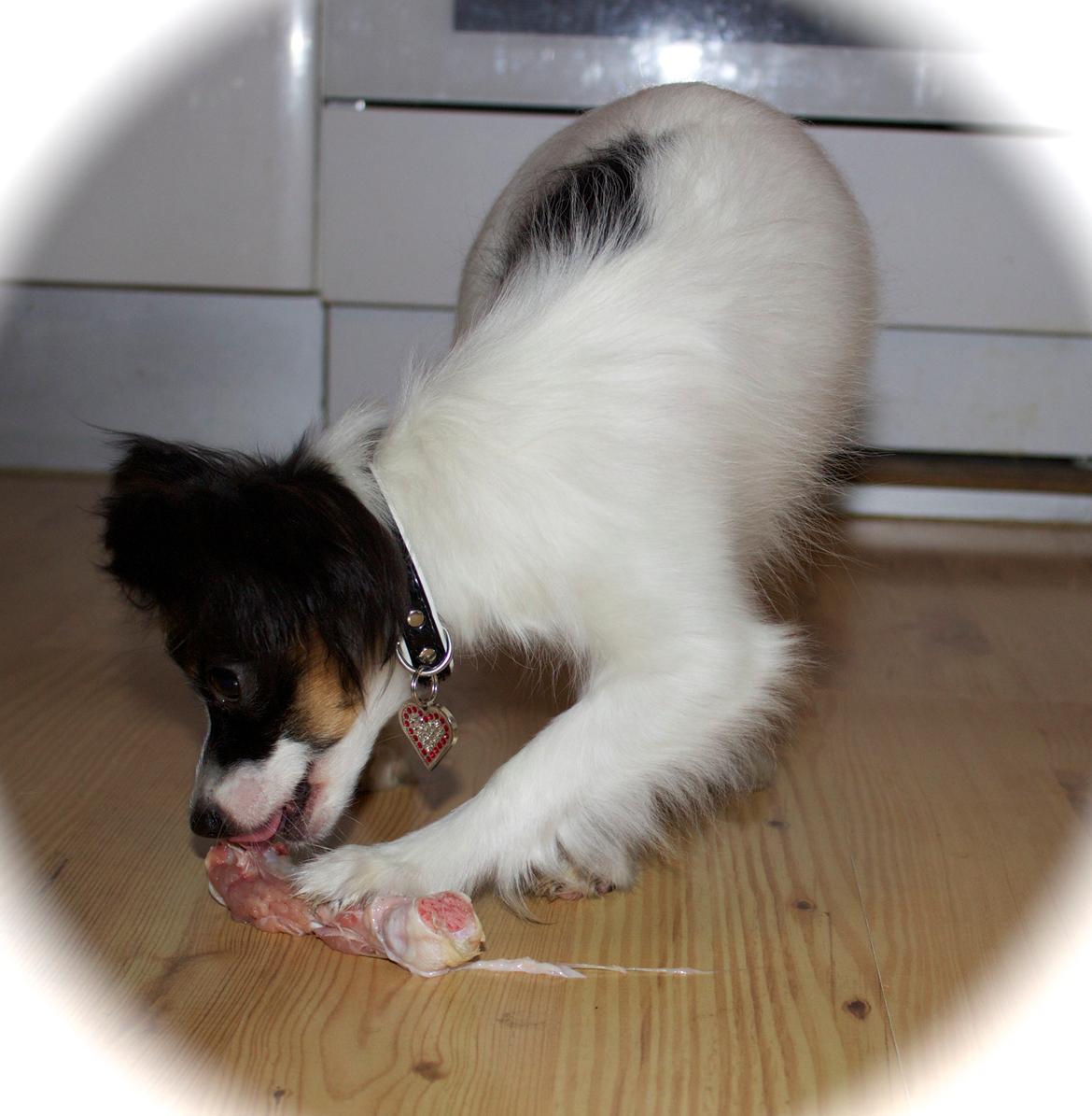 Papillon Flowerbirds Zia Be My Beauty - Zia får barf kylling for første gang....og det synes hun i den grad er guff. billede 18