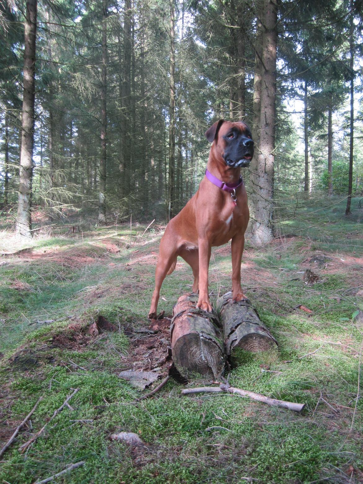 Blanding af racer Emma (hvil i fred <3) billede 1