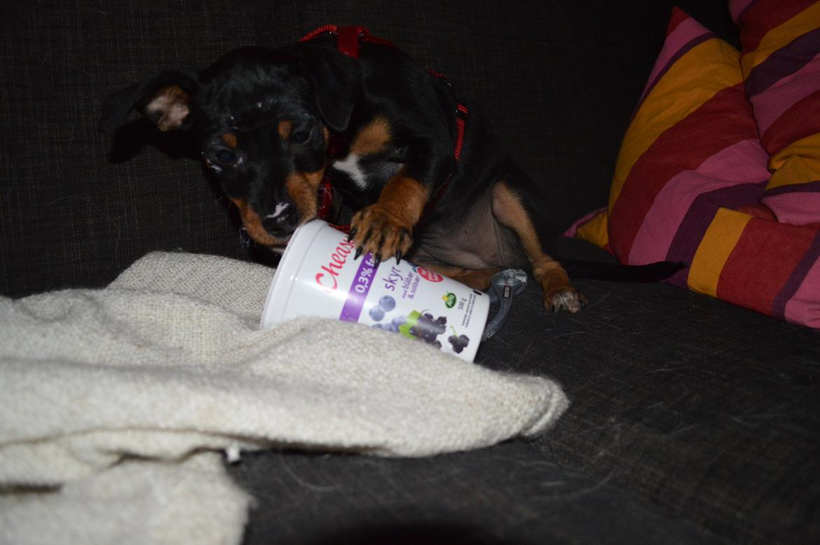 Blanding af racer Lilly billede 4