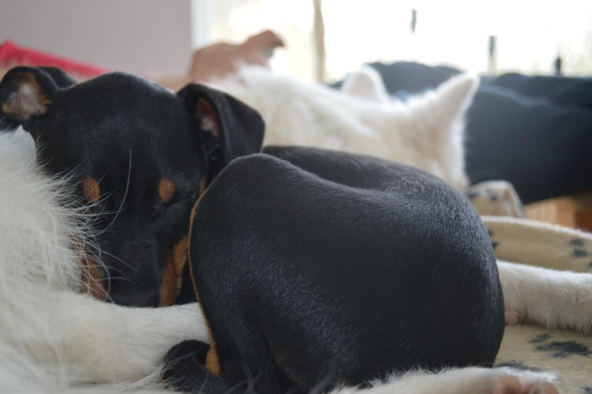 Blanding af racer Lilly billede 9