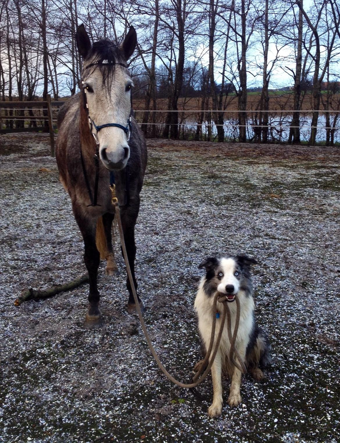 Border collie Catch billede 21
