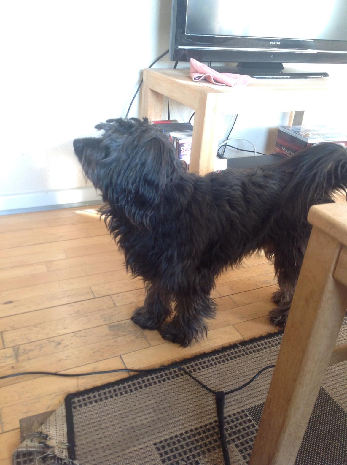 Blanding af racer Bølle billede 7