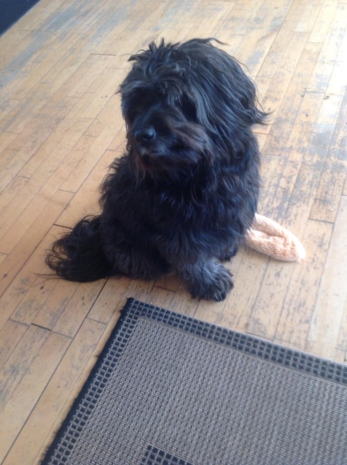 Blanding af racer Bølle billede 8