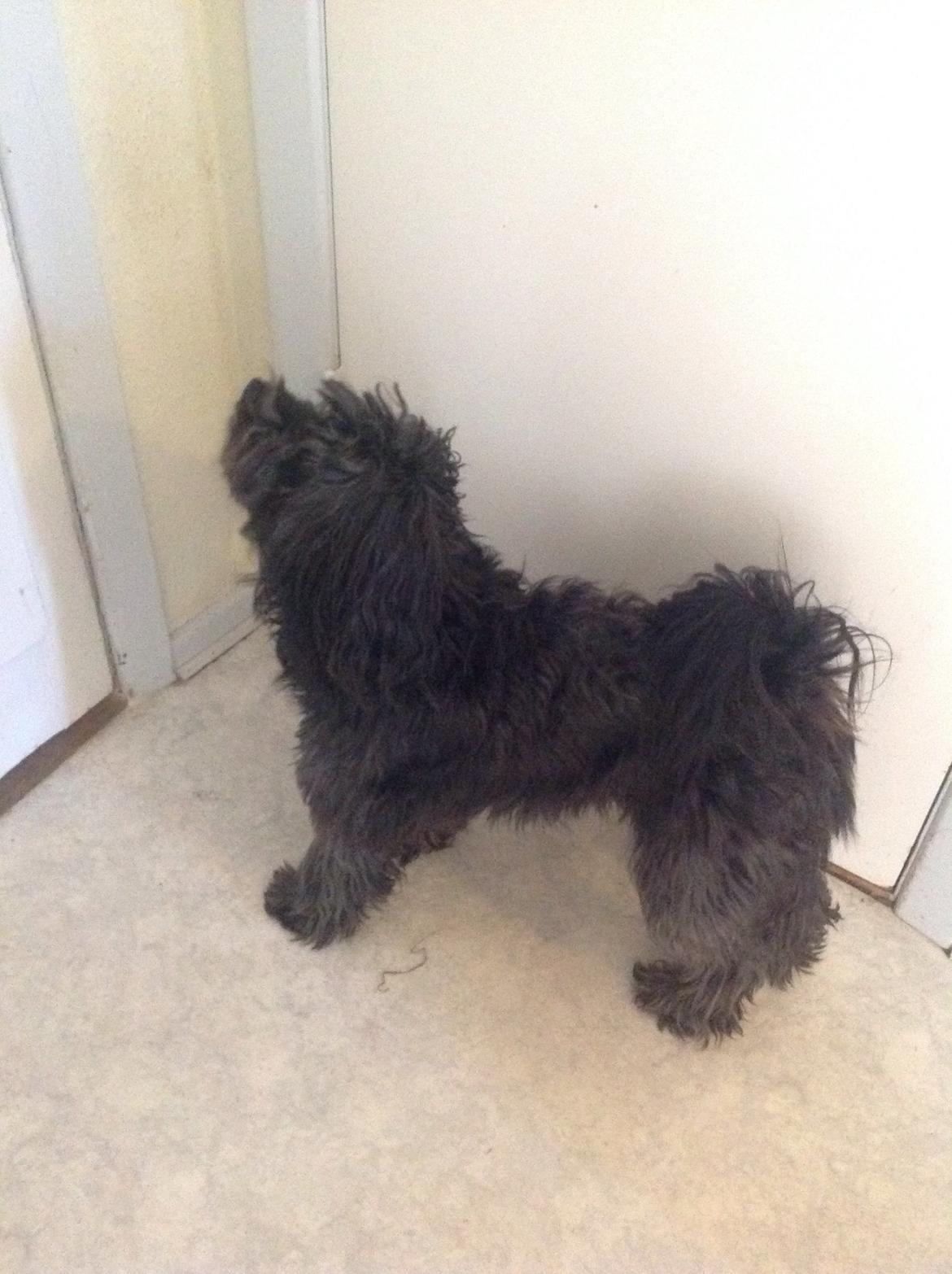 Blanding af racer Bølle billede 9