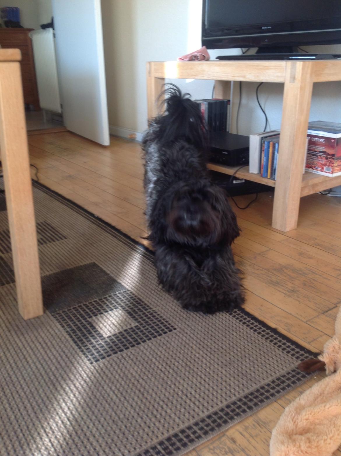 Blanding af racer Bølle billede 10