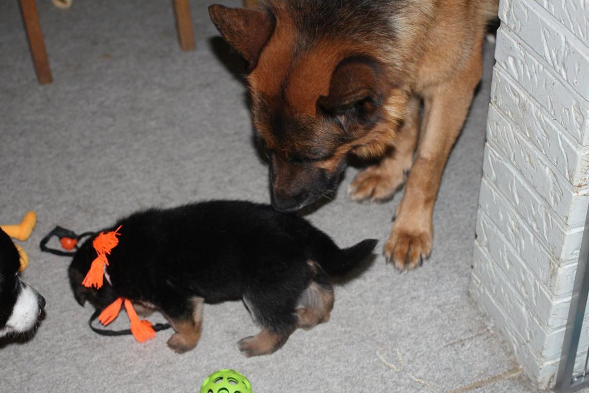 Schæferhund *Bosco* billede 3