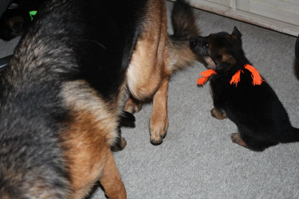 Schæferhund *Bosco* billede 4