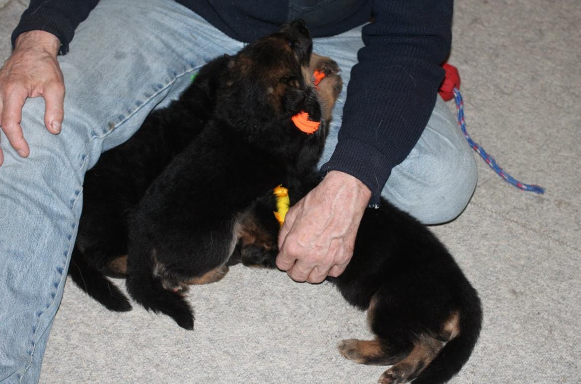 Schæferhund *Bosco* - Bosco med 2 ud af 3 søskende billede 5
