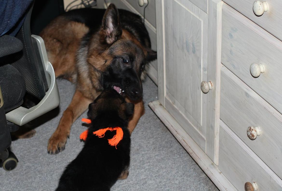 Schæferhund *Bosco* - Bosco leger med Ronja billede 6