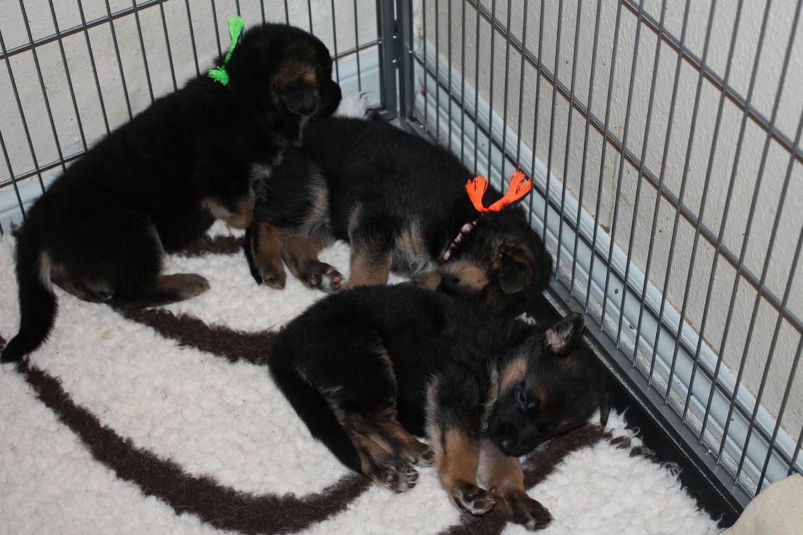 Schæferhund *Bosco* - Sove tid billede 12