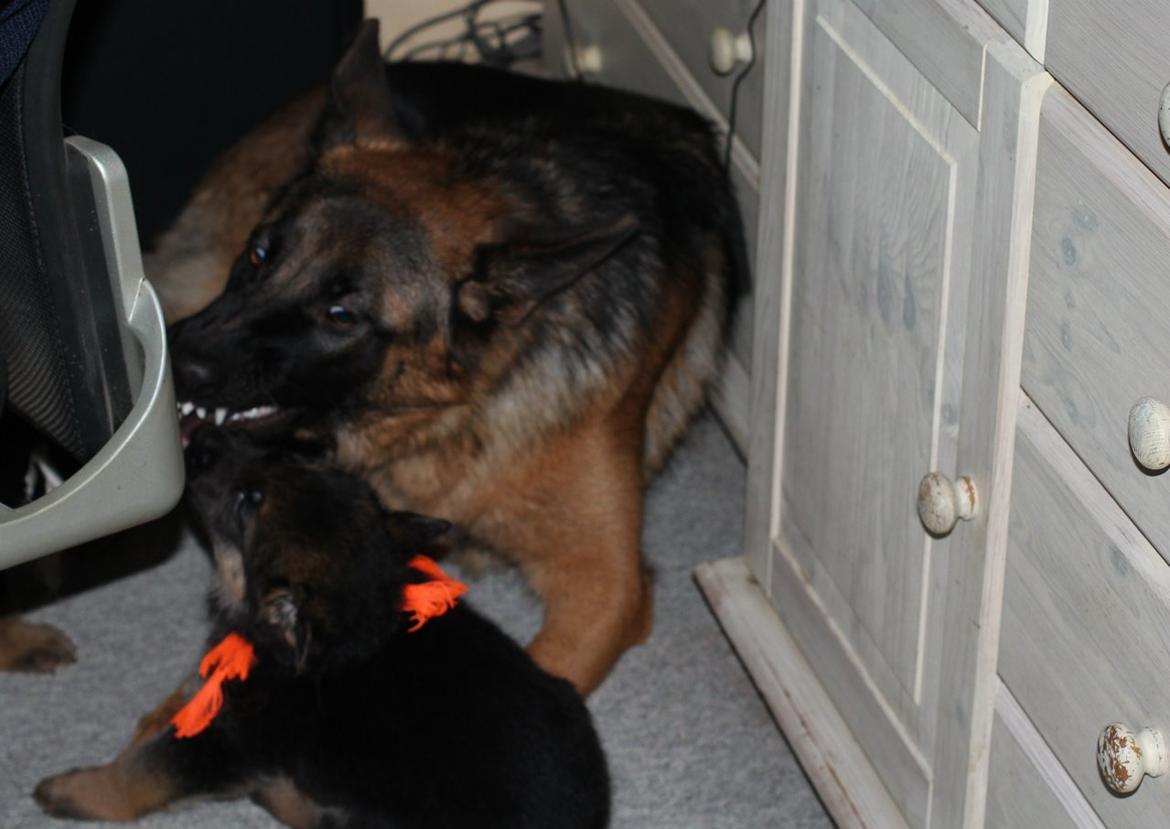 Schæferhund *Bosco* billede 7