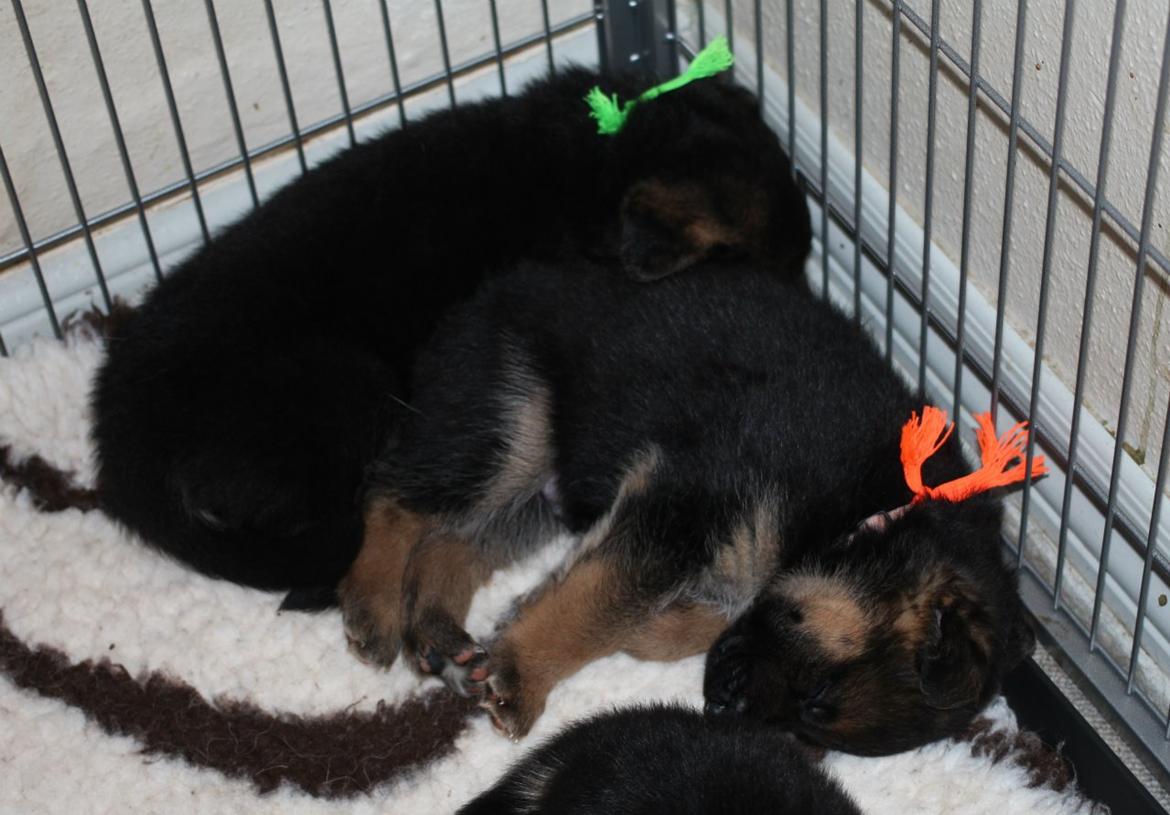 Schæferhund *Bosco* billede 13