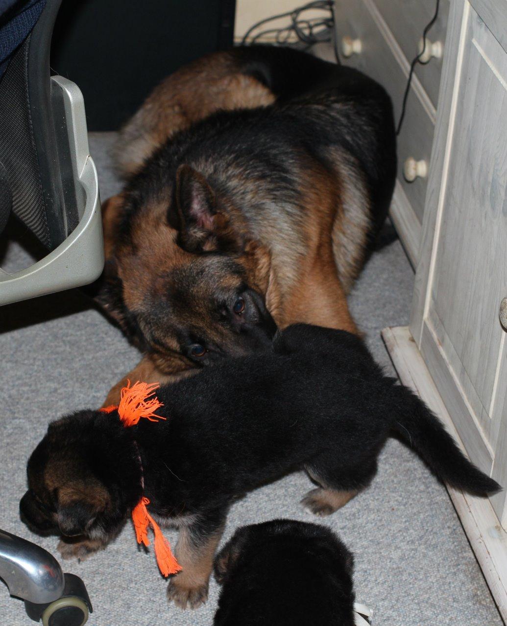 Schæferhund *Bosco* billede 8