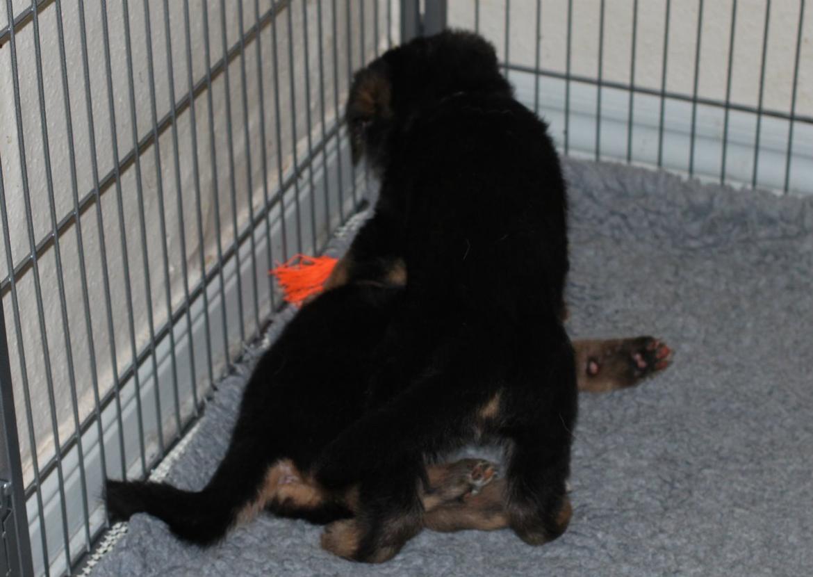 Schæferhund *Bosco* billede 14