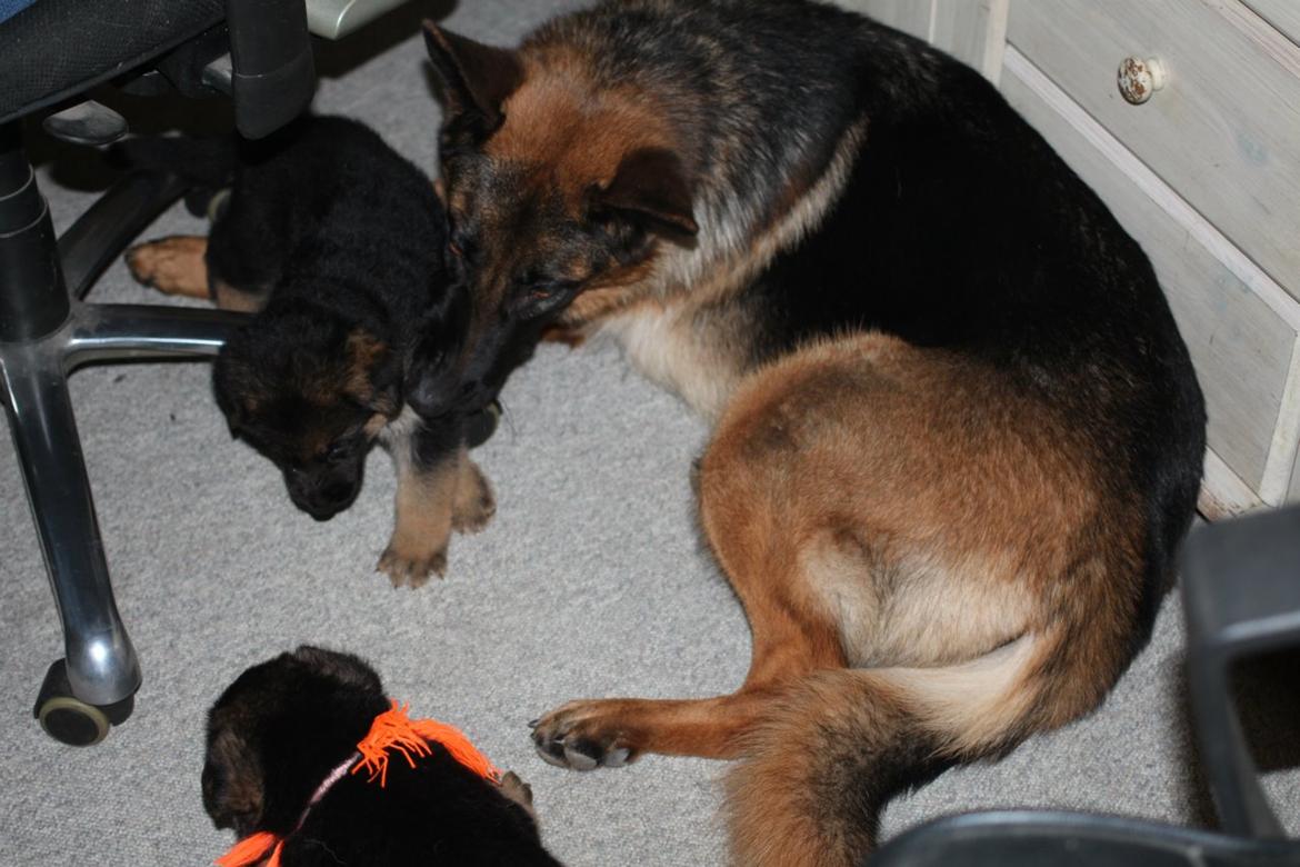 Schæferhund *Bosco* billede 11