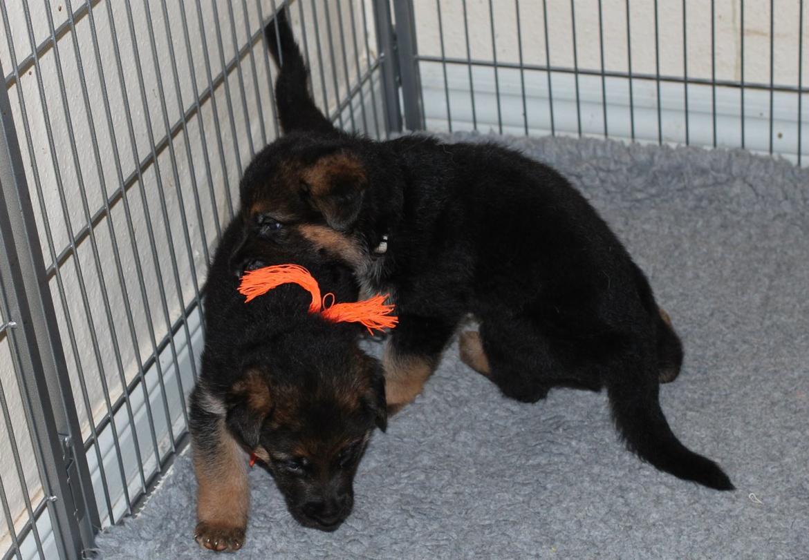 Schæferhund *Bosco* billede 15