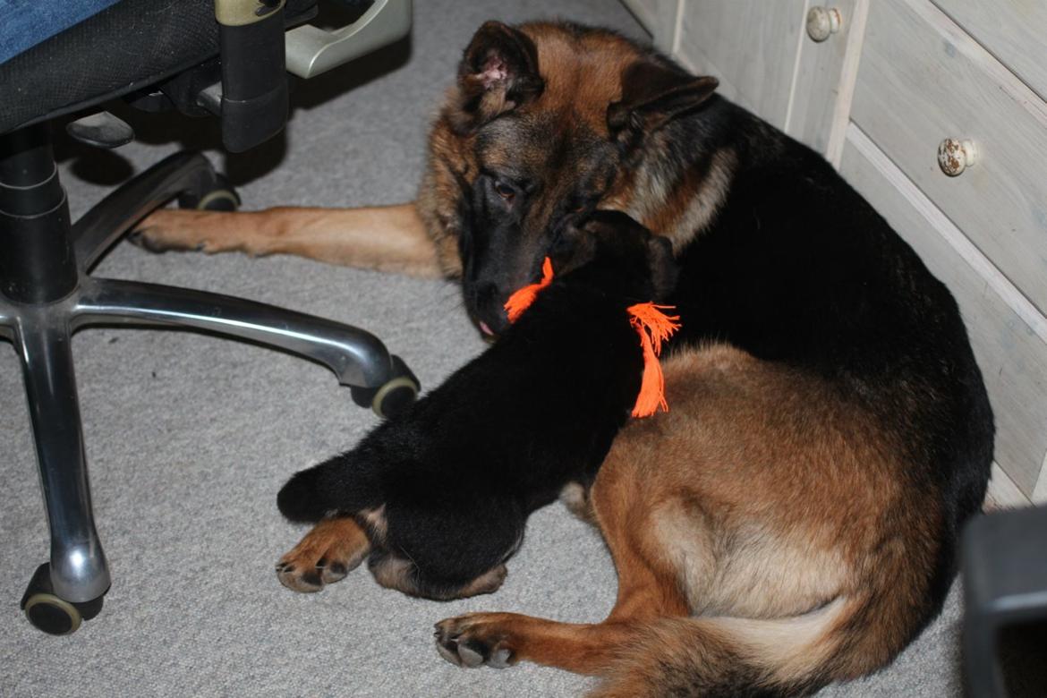 Schæferhund *Bosco* billede 10