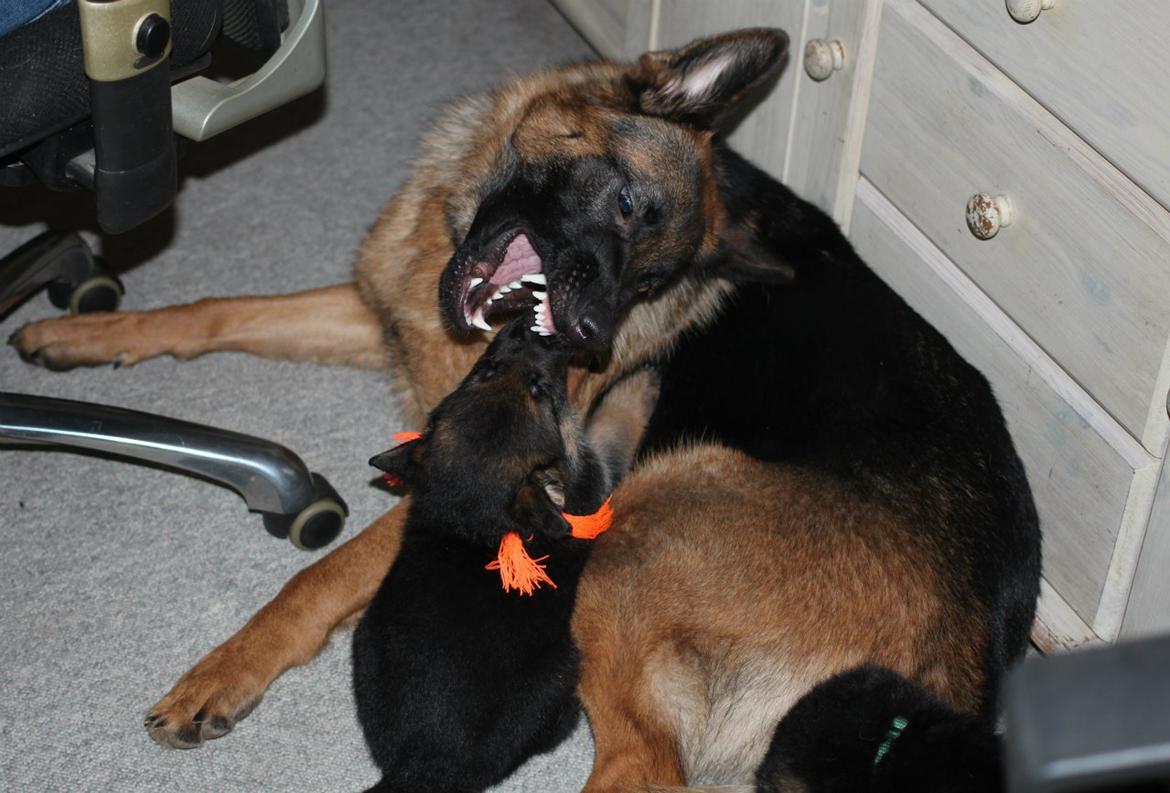 Schæferhund *Bosco* billede 9