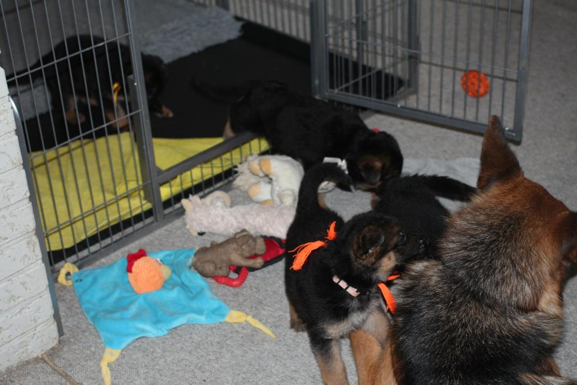 Schæferhund *Bosco* billede 17